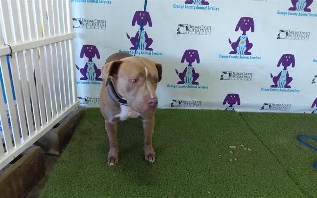 adoptable Dog in Orlando, FL named DUKE