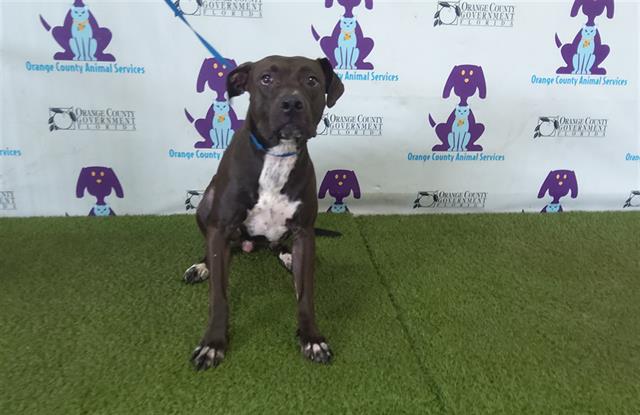 adoptable Dog in Orlando, FL named ATENEA