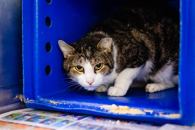 adoptable Cat in Orlando, FL named SOCKS