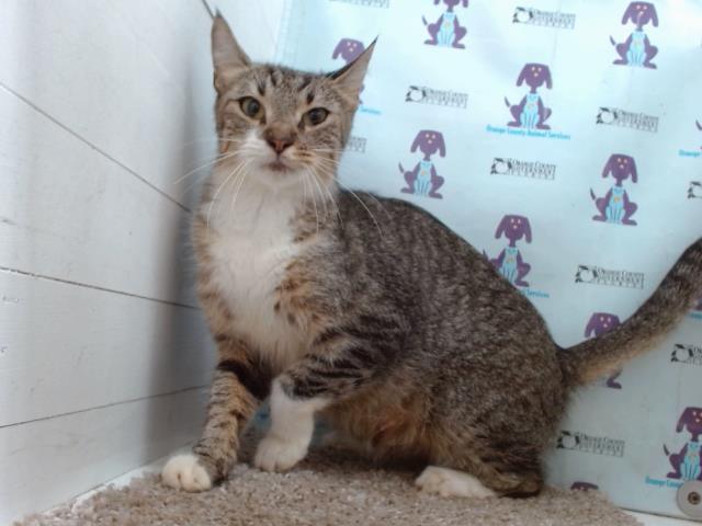 adoptable Cat in Orlando, FL named *SUZIE