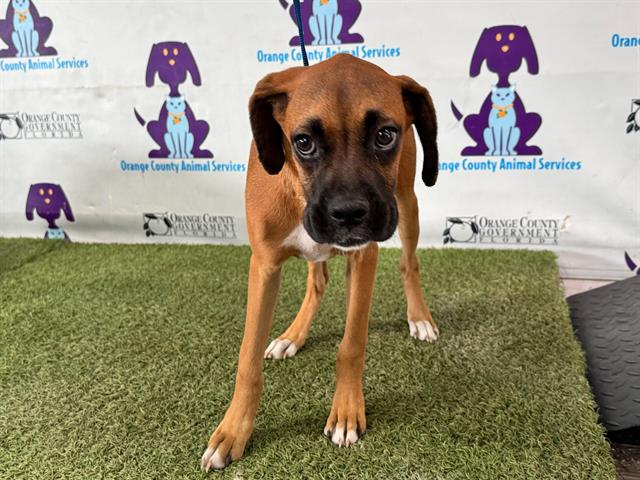 adoptable Dog in Orlando, FL named *FANCY