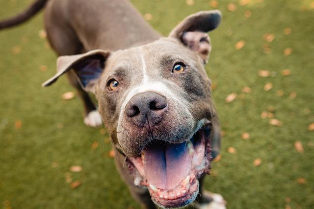 adoptable Dog in Orlando, FL named ZEUS