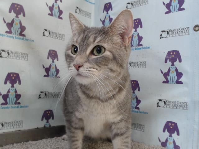 adoptable Cat in Orlando, FL named TALLI