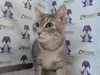 adoptable Cat in , FL named TALLI