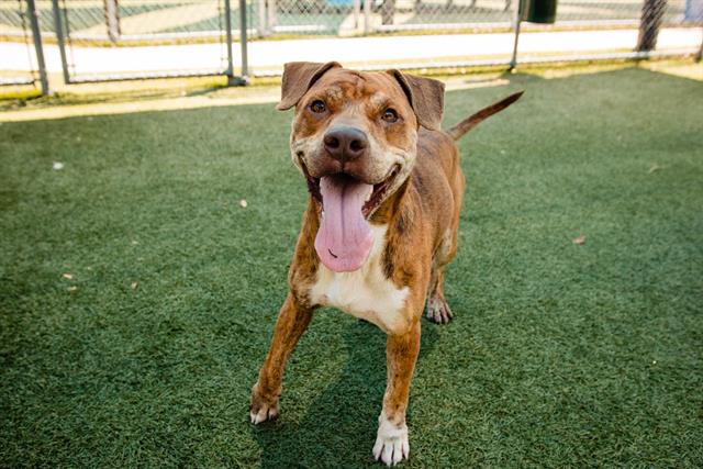 adoptable Dog in Orlando, FL named *GUNTHER