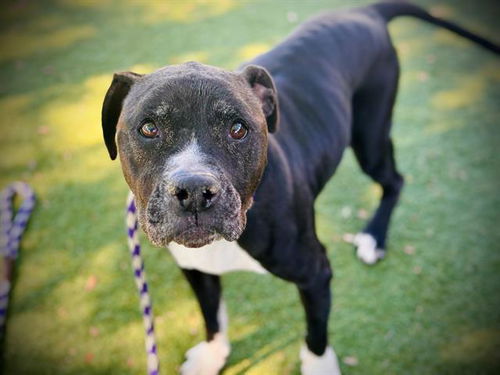 picture of the dog needing adoption