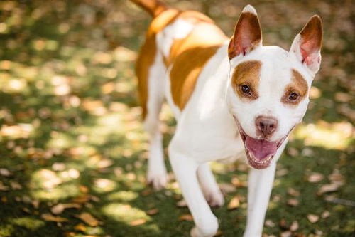 picture of the dog needing adoption