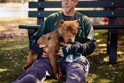 picture of the dog needing adoption