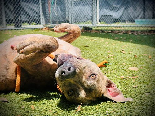 picture of the dog needing adoption