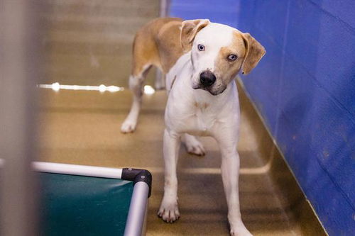 picture of the dog needing adoption
