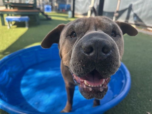 picture of the dog needing adoption