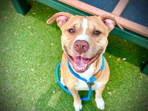 picture of the dog needing adoption