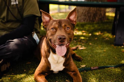 picture of the dog needing adoption