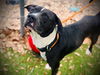 adoptable Dog in Orlando, FL named *PINTO