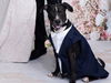 adoptable Dog in  named *PINTO