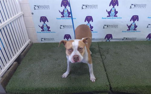 picture of the dog needing adoption
