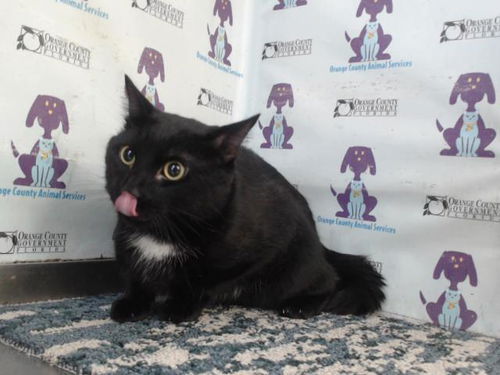 picture of the cat needing adoption