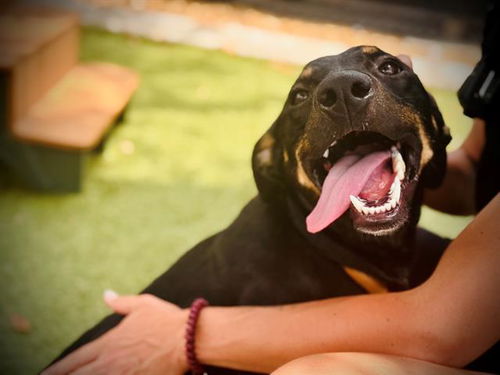 picture of the dog needing adoption