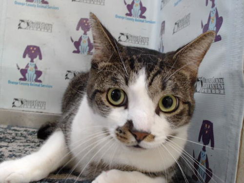 picture of the cat needing adoption