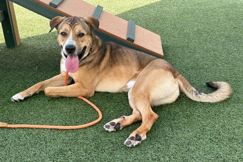 picture of the dog needing adoption
