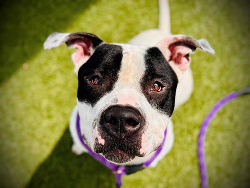 picture of the dog needing adoption
