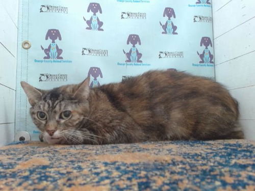 picture of the cat needing adoption
