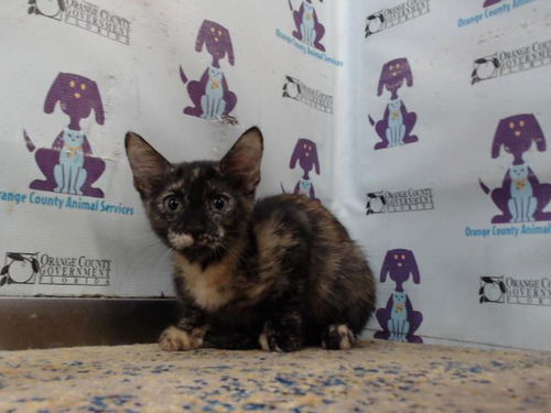 picture of the cat needing adoption