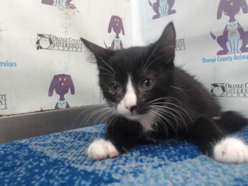 picture of the cat needing adoption