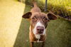 adoptable Dog in  named COCO