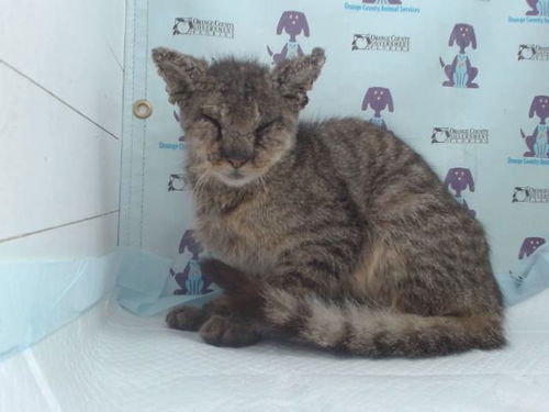 picture of the cat needing adoption