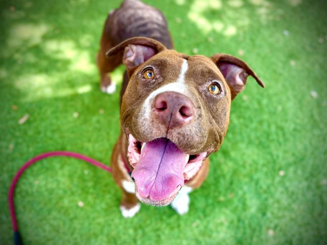 adoptable Dog in Orlando, FL named QUEEN