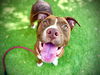 adoptable Dog in Orlando, FL named QUEEN