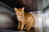 adoptable Cat in Orlando, FL named TIGERE