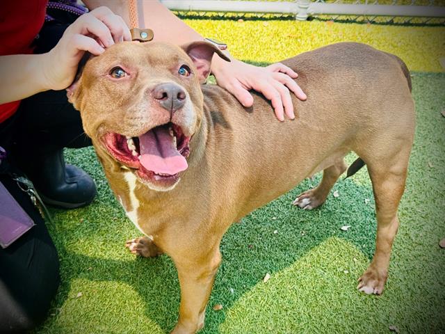 adoptable Dog in Orlando, FL named *DINA