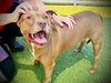 adoptable Dog in Orlando, FL named *DINA