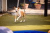 adoptable Dog in Orlando, FL named BOOGIE