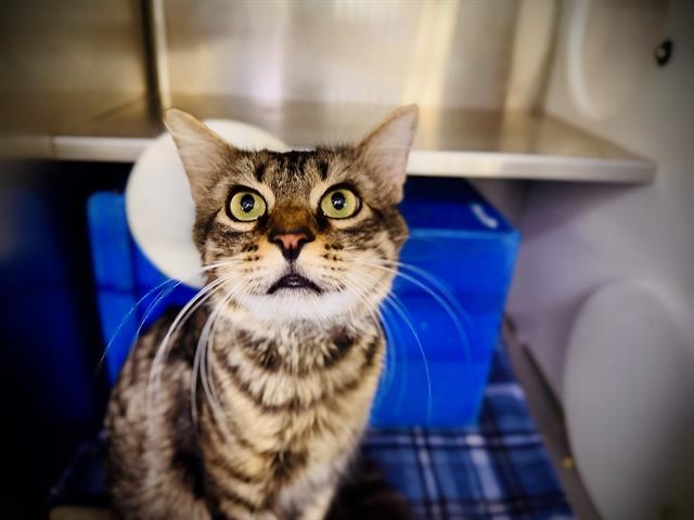 adoptable Cat in Orlando, FL named CHESTER