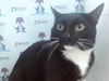 adoptable Cat in Orlando, FL named *TONY