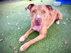 adoptable Dog in Orlando, FL named ATLAS