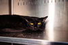 adoptable Cat in Orlando, FL named *MATILDA
