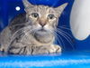 adoptable Cat in Orlando, FL named *GYPSY