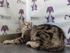 adoptable Cat in Orlando, FL named *KATY PURRY