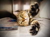 adoptable Cat in Orlando, FL named *ELMER