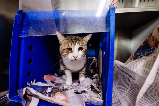 adoptable Cat in Orlando, FL named PUCK