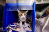 adoptable Cat in Orlando, FL named PUCK