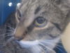 adoptable Cat in , FL named BLUE MISHU