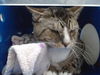 adoptable Cat in , FL named BO