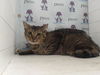 adoptable Cat in Orlando, FL named DIEGO