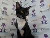adoptable Cat in  named NICKO