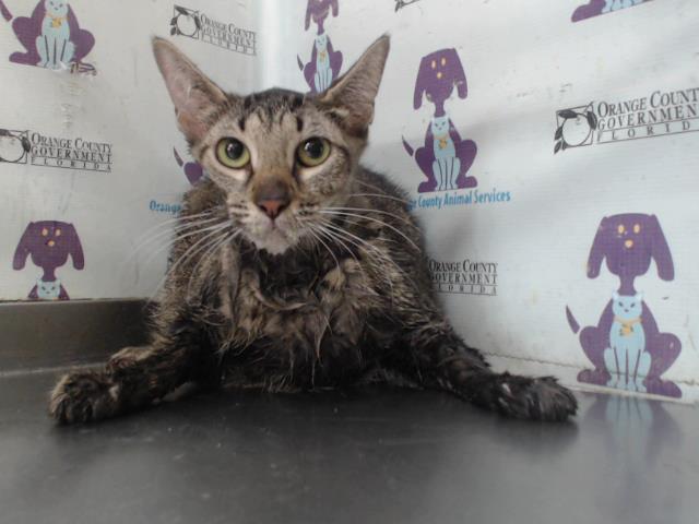 adoptable Cat in Orlando, FL named *LOLA
